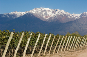 importateur de vins - vignoble argentine
