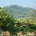 Vineyard view