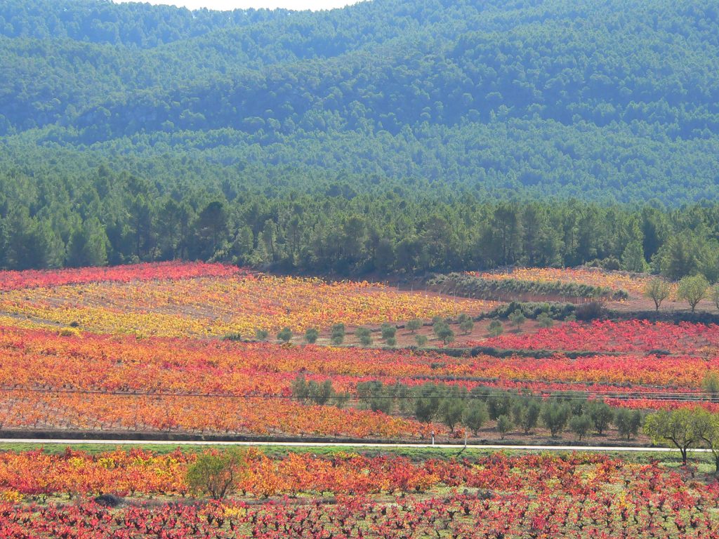 viñas otoño 3