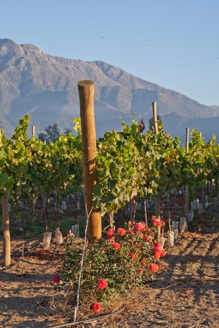 les cépages - importateur de vins chiliens La ronciere