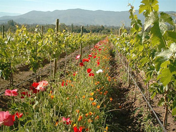 les cépages - importateur de vins chiliens - Emiliana