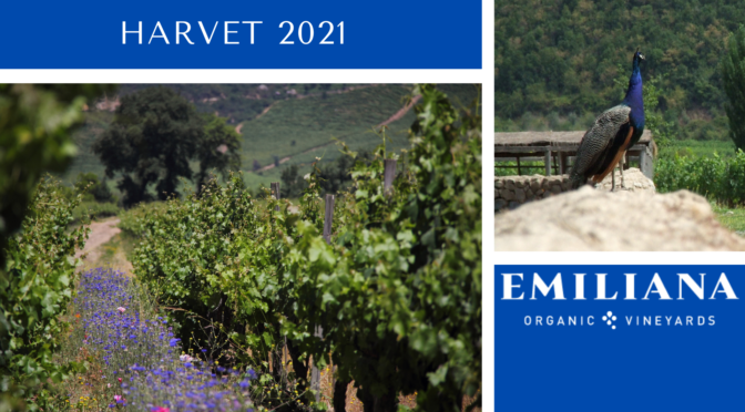 Harvest 2021 – EMILIANA