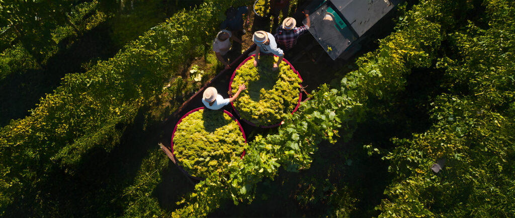 Vendanges dans le Vinho Verde