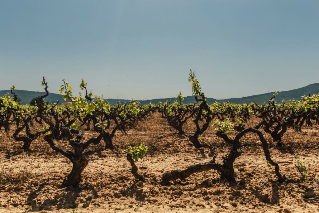 Pieds de vignes région aride