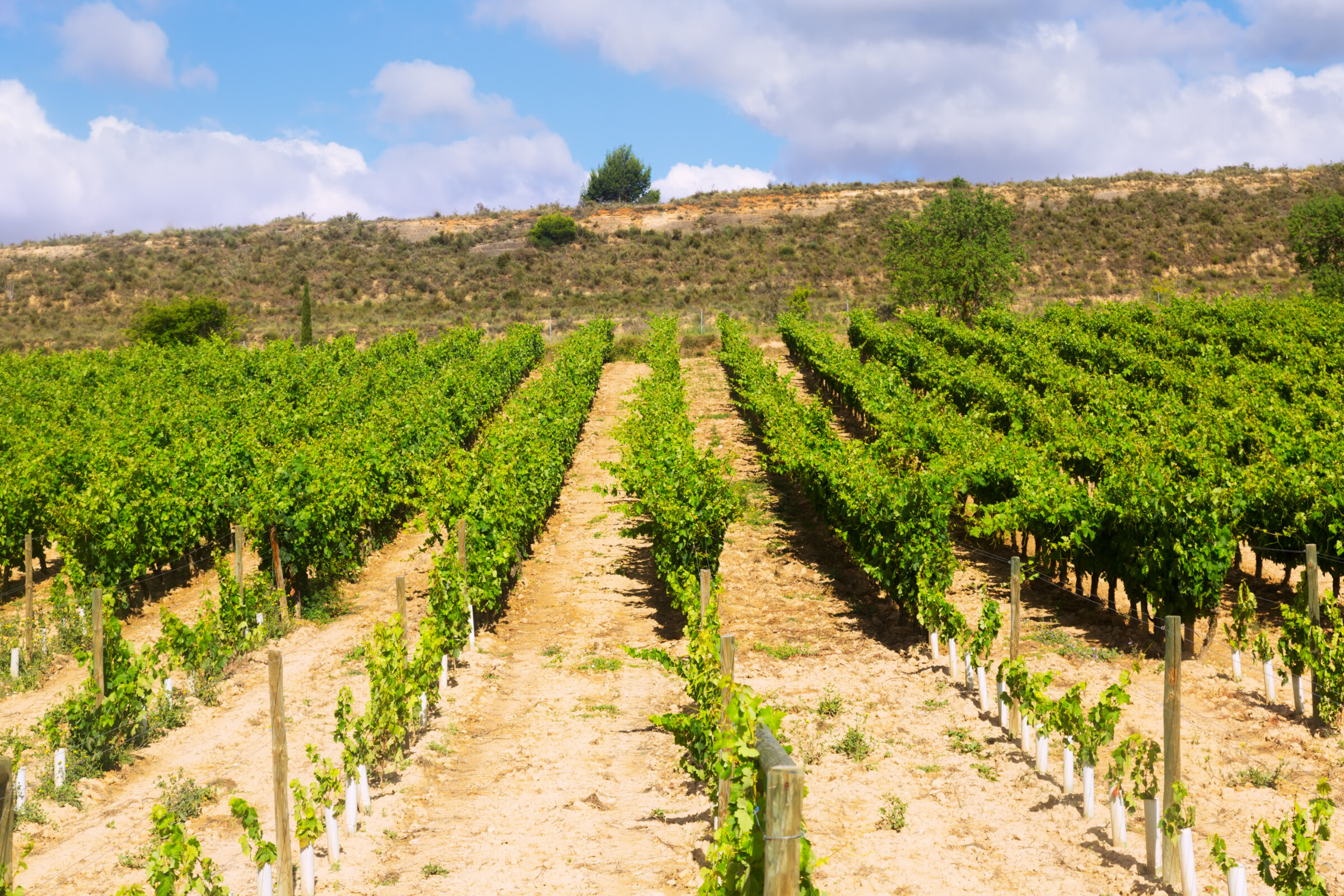 Terroir vigne Alentejo
