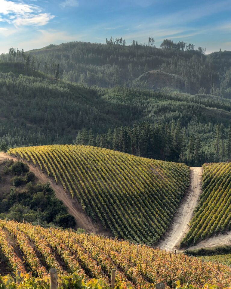 Vignobles de la DO Licantén, sur la côte entre les vallées de Curicó et de Colchagua.