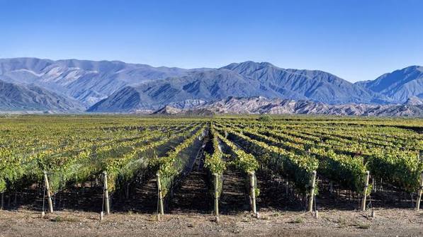 Vignes de Nebbiolo en Argentine