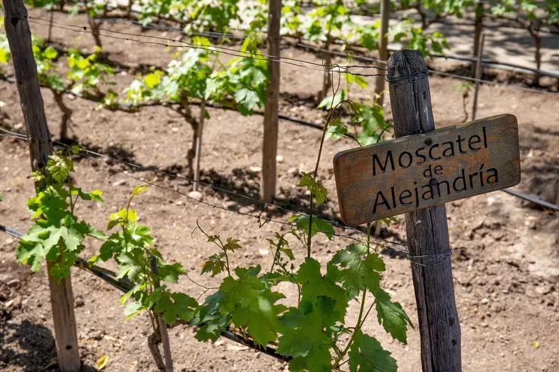 Vignes Muscat D'Alexandrie