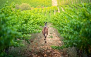Vignes australiennes