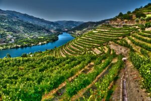 Illustration des vignes de la vallée du Douro