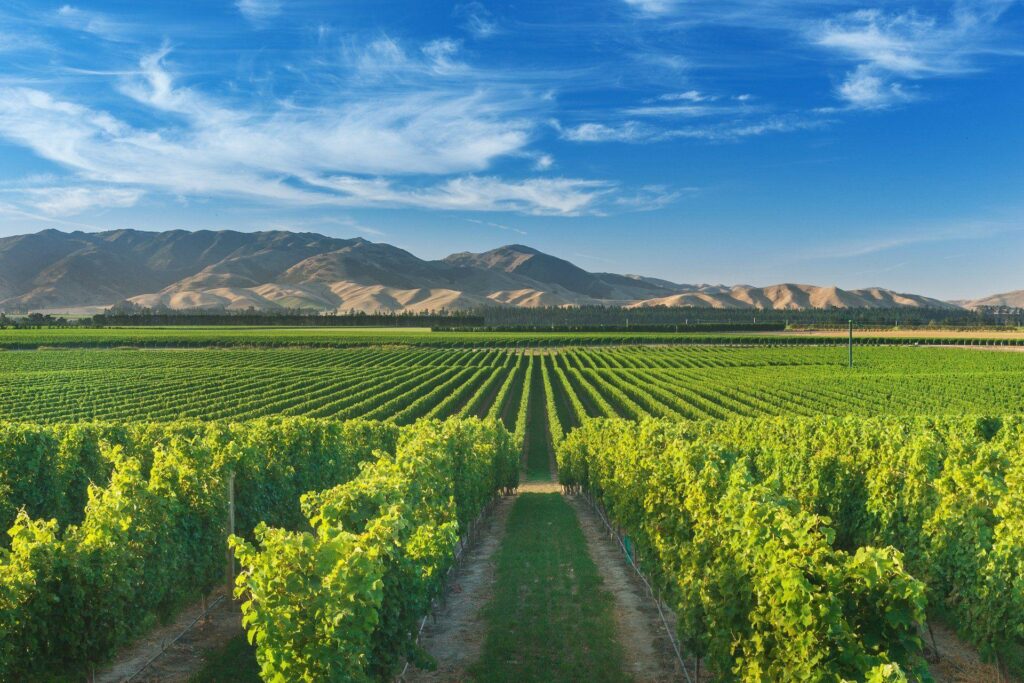 Illustation de vignes Néo Zélandaises - Région de Marlborough