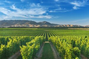 Illustation de vignes Néo Zélandaises - Région de Marlborough